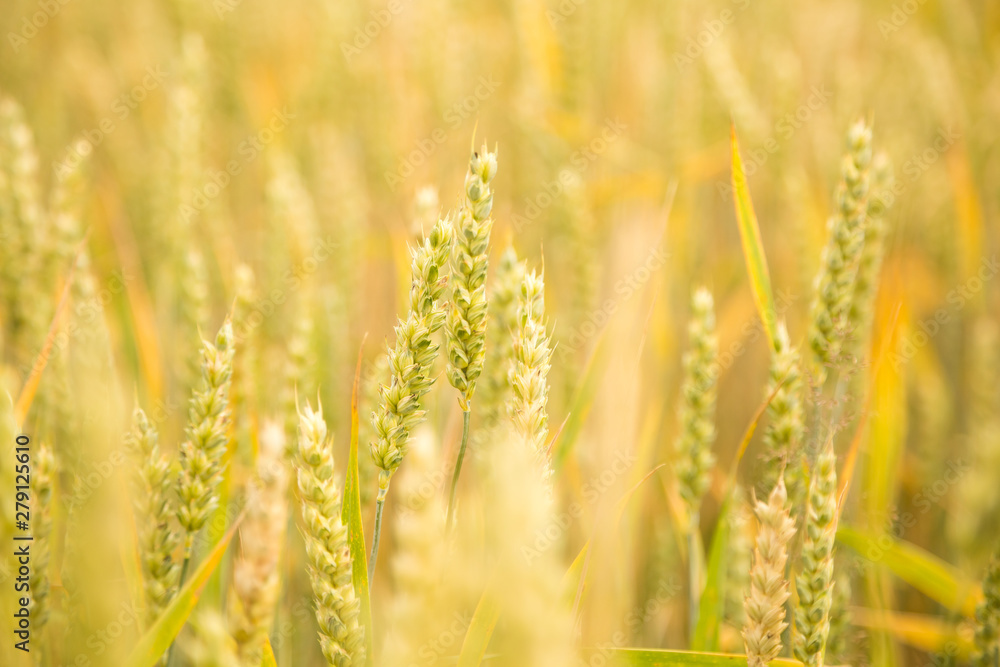 Beautiful wheat field close-up, soon getting ripe. Farm field in summer. Beautiful wheat field close-up, soon getting ripe. Farm field in summer.
