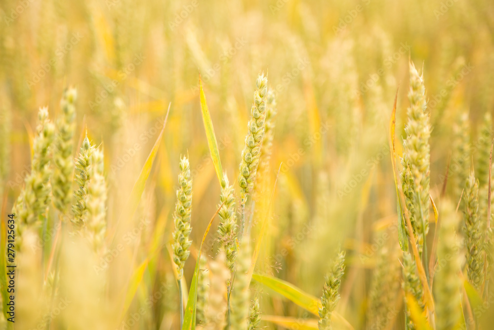 Beautiful wheat field close-up, soon getting ripe. Farm field in summer. Beautiful wheat field close-up, soon getting ripe. Farm field in summer.