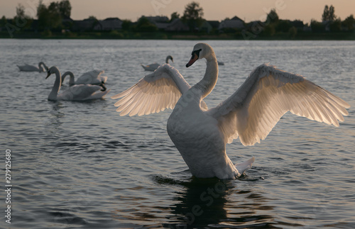 Fototapeta Naklejka Na Ścianę i Meble -  Swan flew to the lake at sunset. Swan is resting. Swan on the lake.