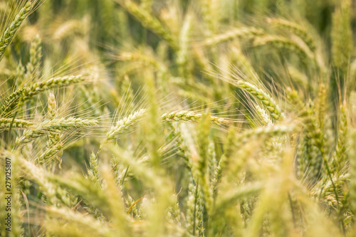 Beautiful wheat field close-up, soon getting ripe. Farm field in summer.
