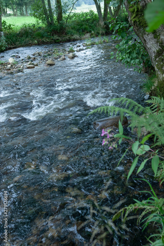 Brook. Creek. Vosges France