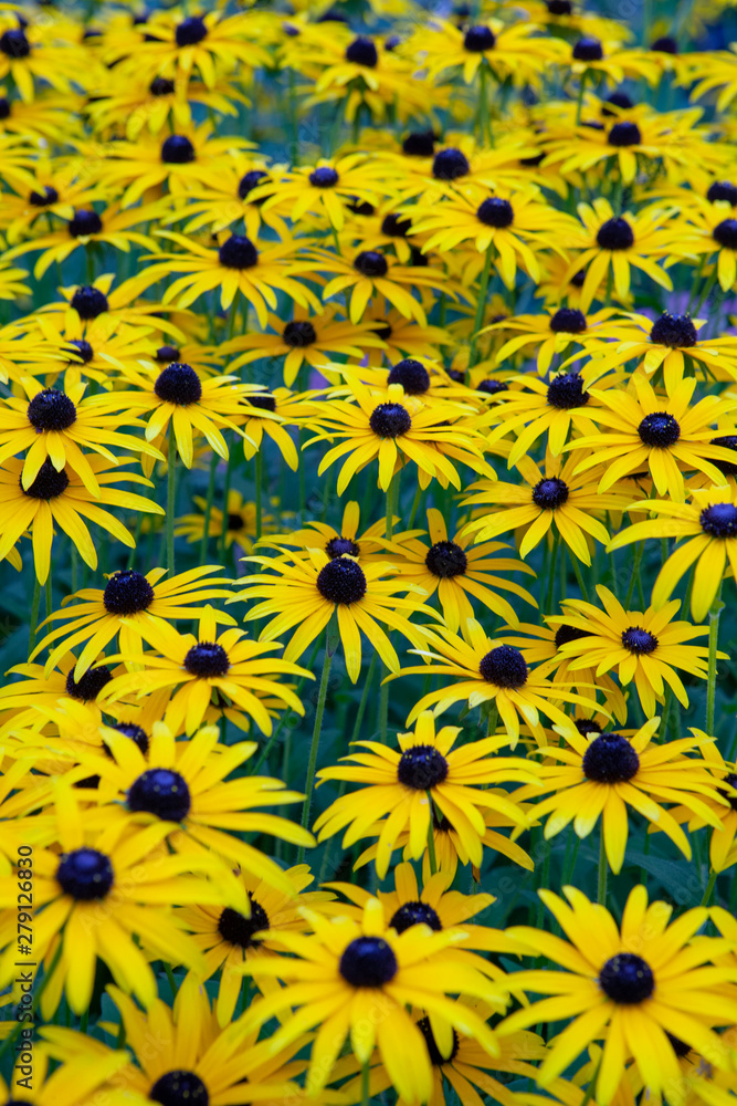 Flowers France Flowers France