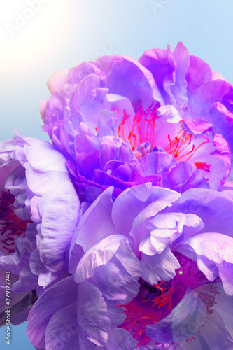 Blossom blue peonies on blue background
