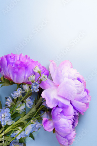 Fototapeta Naklejka Na Ścianę i Meble -  Blossom blue peonies on blue background