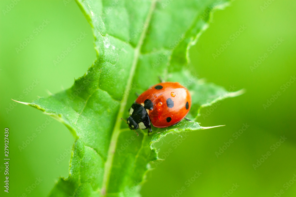 Ladybug on a blade of grass. Insect crawling on the leaf. Beautiful bug. Ladybug on a blade of grass. Insect crawling on the leaf. Beautiful bug.