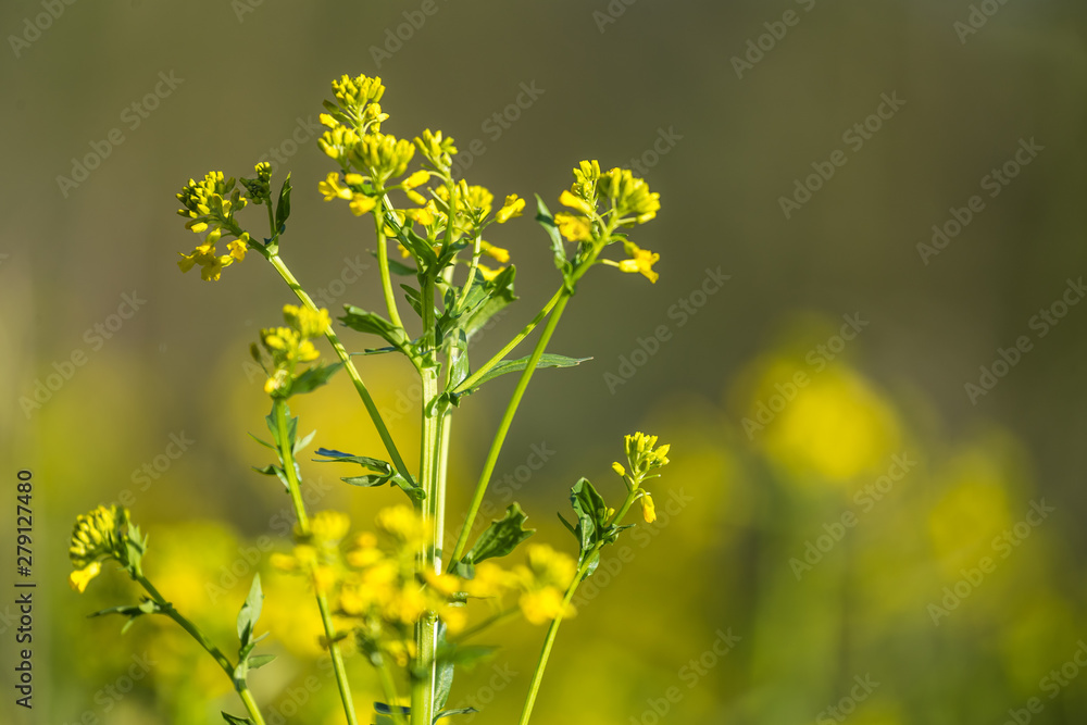 Beautiful wild turnip flowers blossoming in the field. Wild edible plant groving in natural habitat. Beautiful wild turnip flowers blossoming in the field. Wild edible plant groving in natural habitat.
