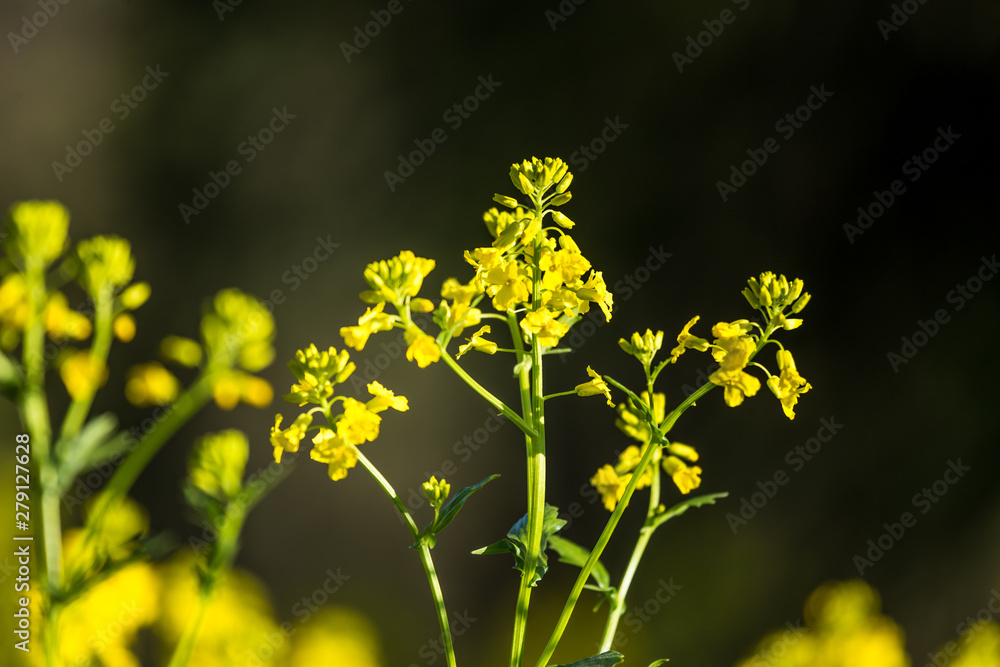 Beautiful wild turnip flowers blossoming in the field. Wild edible plant groving in natural habitat.