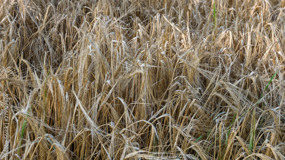 Fototapeta premium Fast reifes Getreide wiegt sich im Wind