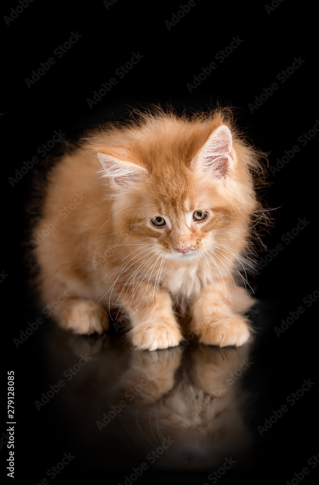 red kitten Maine Coon on a black background