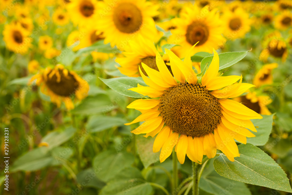 fields of bright flowering sunflowers