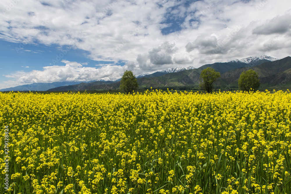 yellow flowers fields and cloudy sky near Karakol town, Kyrgyzstan