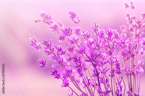 Blooming lavender in the sunlight  pastel colors and blur background. Soft light effect. Place for text.
