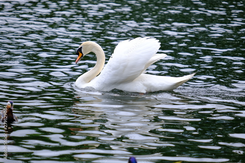 Naklejka premium Fast Swan