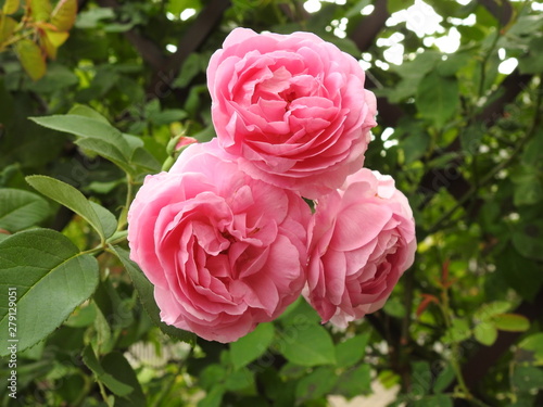 Wallpaper Mural róża Torontodigital.ca