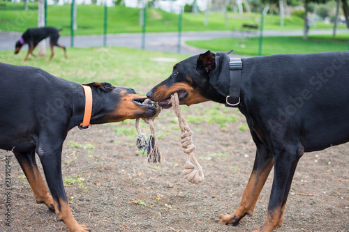 Two doberman dogs fighting and playing with a piece of rope in the animal park.