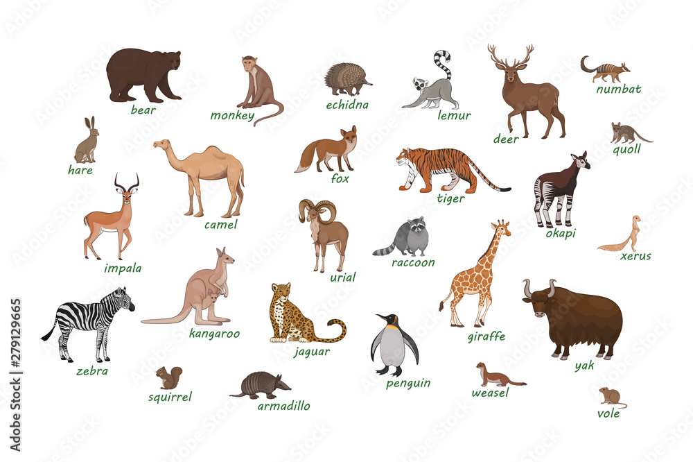 Fototapeta premium Set of animals. Armadillo camel deer echidna impala numbat okapi quoll raccoon urial vole weasel xerus lemur zebra hare