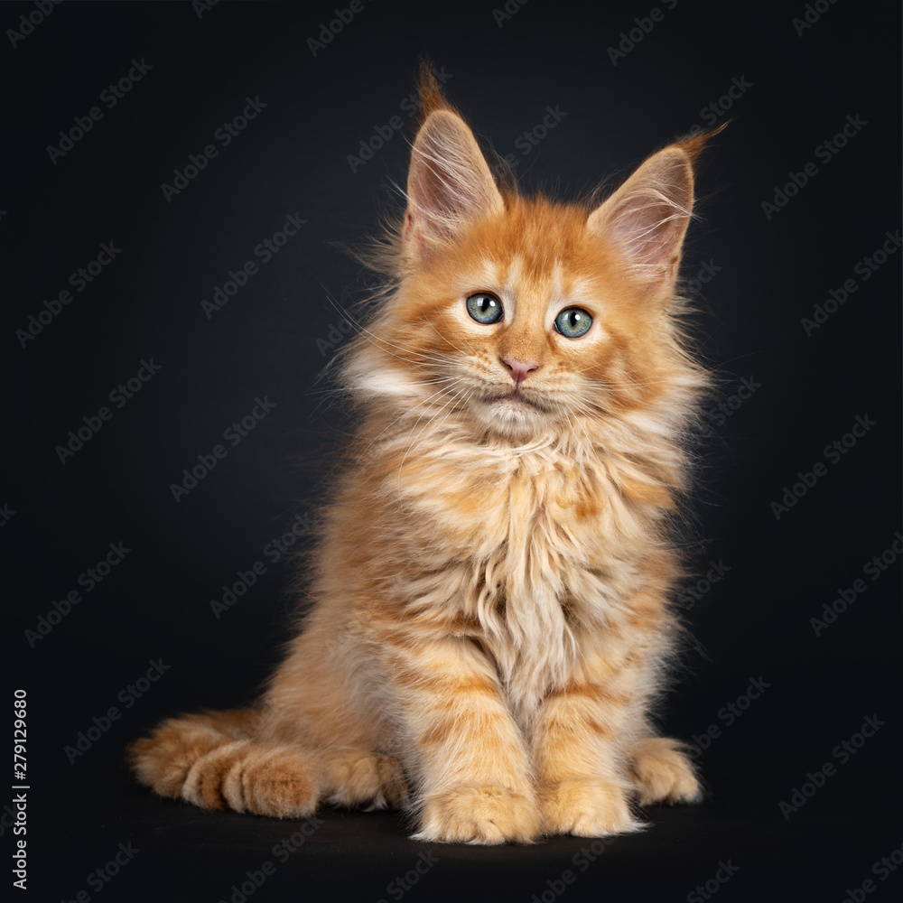 Mesmerizing red Maine Coon cat kitten, sitting facing front. Looking straigth at lens with dreamy green eyes. isolated on a black background.