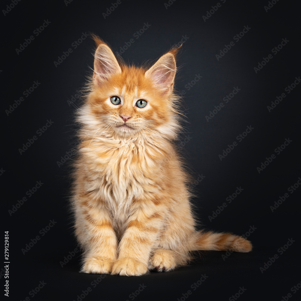 Mesmerizing red Maine Coon cat kitten, sitting facing front. Looking beside lens with dreamy green eyes. isolated on a black background.