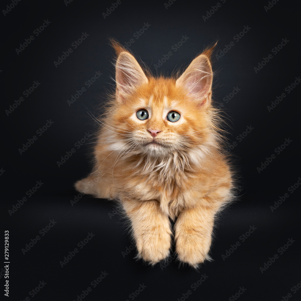 Mesmerizing red Maine Coon cat kitten, laying down facing front. Looking beside lens with dreamy green eyes. isolated on a black background. Paws hanging over edge. Mesmerizing red Maine Coon cat kitten, laying down facing front. Looking beside lens with dreamy green eyes. isolated on a black background. Paws hanging over edge.