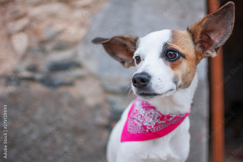 Portrait of a white dog with pink scarf on the neck. - obrazy, fototapety, plakaty 
