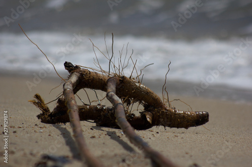 Obraz na plátně roots of a tree as jetsam or flotsam by the sea