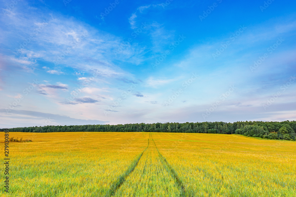 Fototapeta premium Field with rye and road at sunset time.