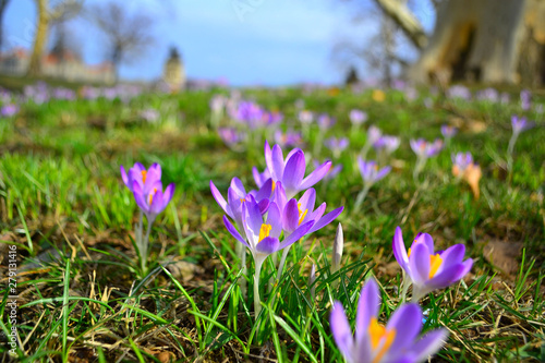 Spring background awakening, flowers of crocuses on meadow in spring