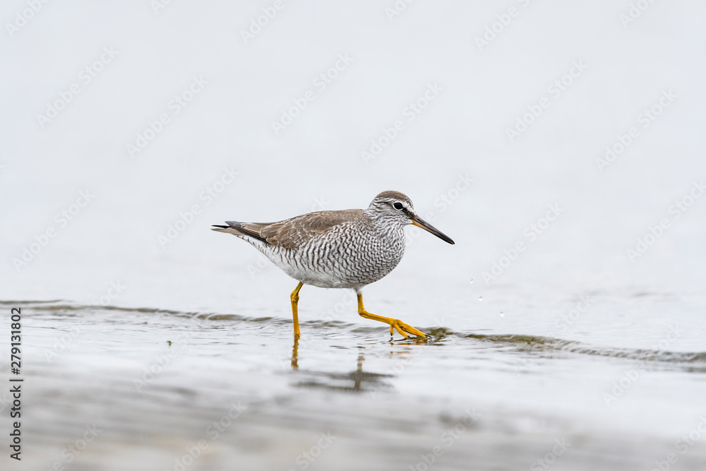 Obraz premium キアシシギ(Grey-tailed Tattler)