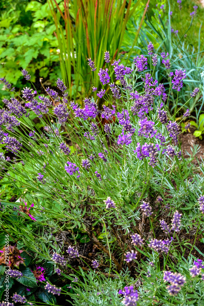 Fototapeta premium Blühender Lavendel im Garten