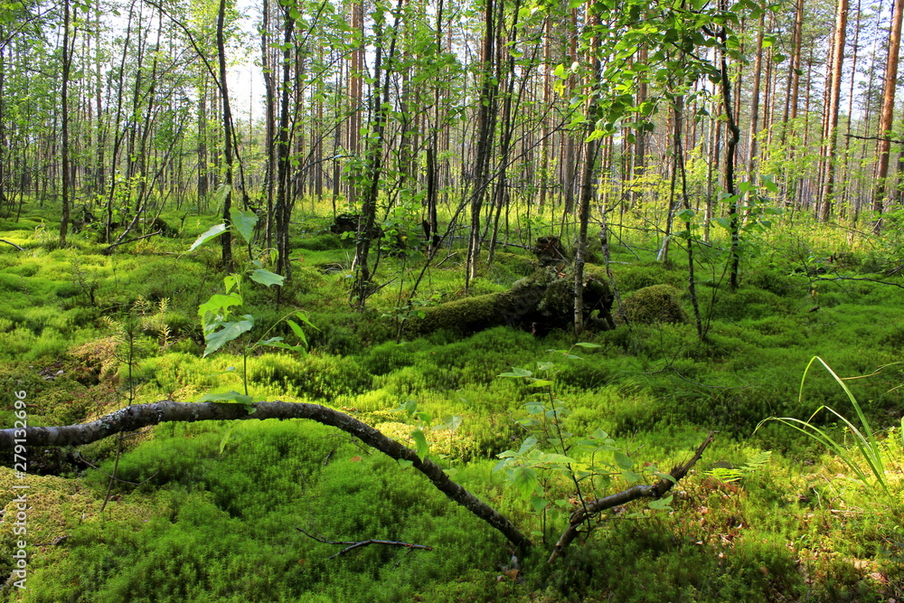 Fototapeta premium Summer forest with green moss