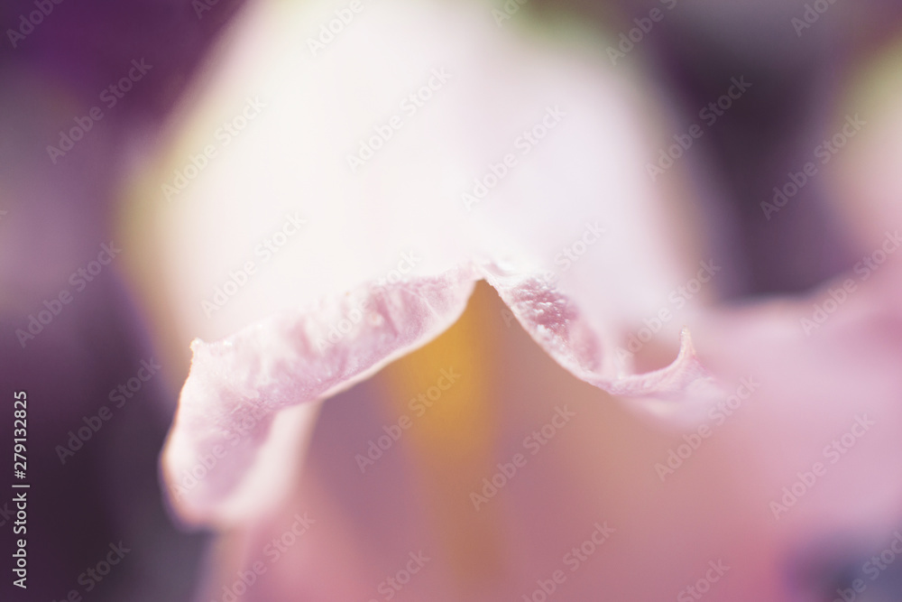 Fototapeta premium purple flower campanula close up. abstract flower background.
