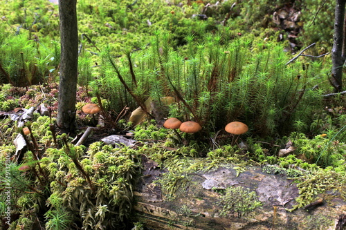 Little mushrooms under the moss