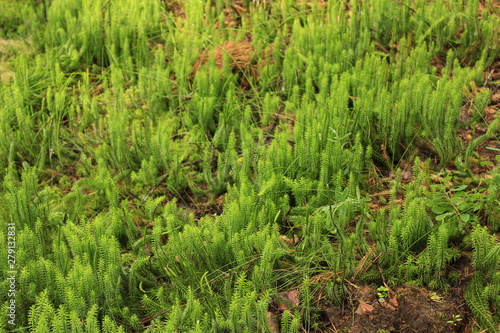 A lot of macro green moss
