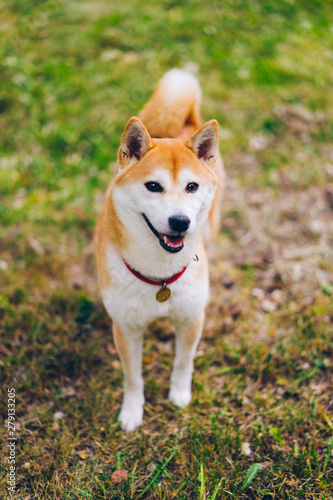 Portrait of cute shiba inu dog looking at camera standing on green grass in the park enjoying fresh air and freedom. Animals, pets and nature concept.