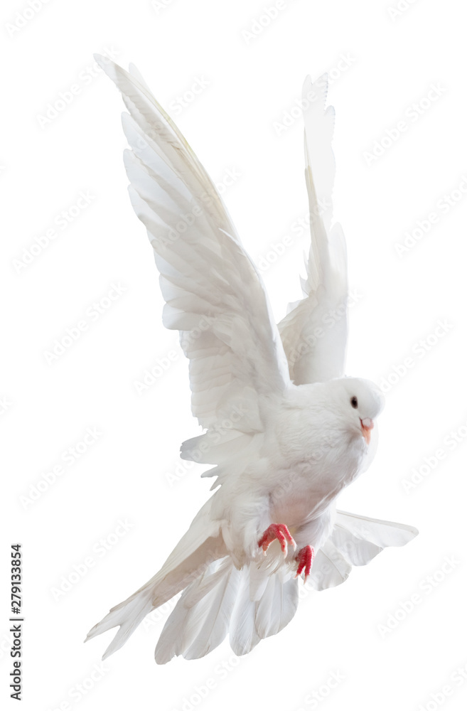 Obraz premium free flying white dove isolated on a white background
