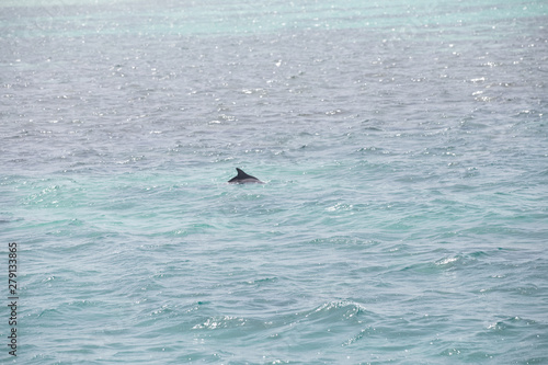 Blue sea water with wild dolphins