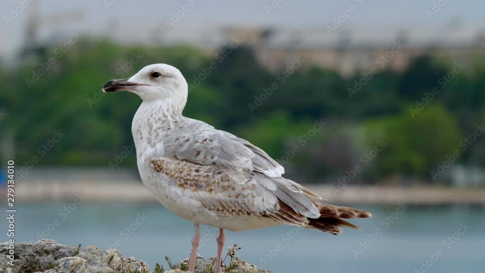 Close view of a Caspian gull on the sea coast. In the background blurred trees of a city park and a building. Close view of a Caspian gull on the sea coast. In the background blurred trees of a city park and a building.