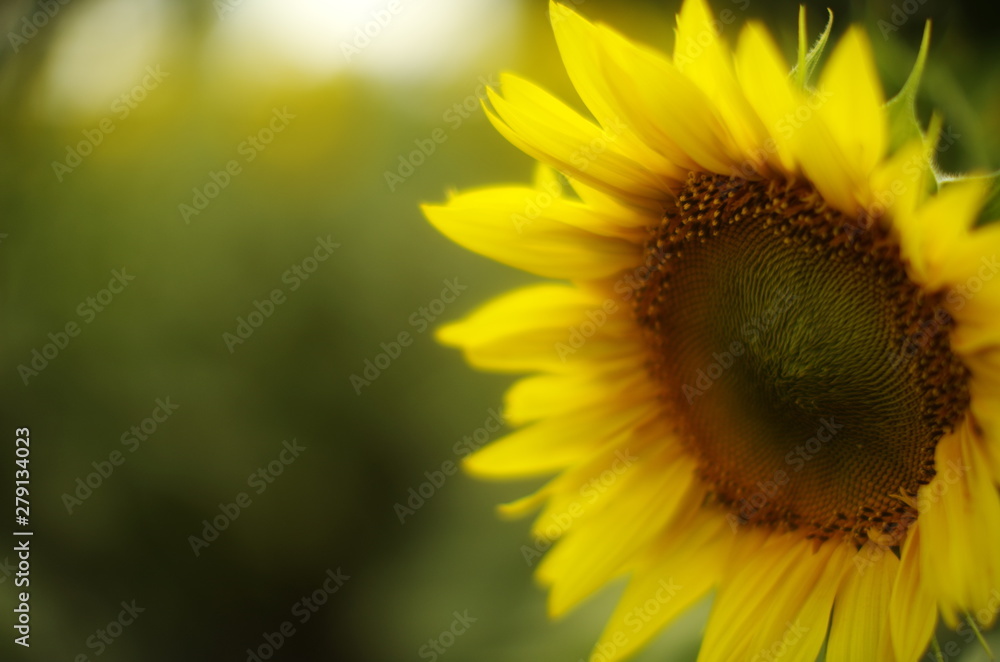  blooming yellow sunflower