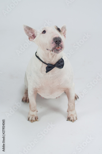 perro bull terrier, animal blanco