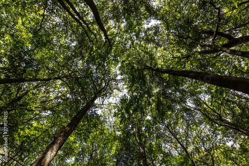 Wald mit Wegen und Bäumen zur Erholung