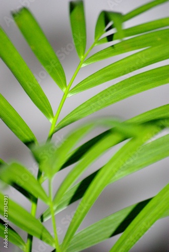 Green plant   plante verte 