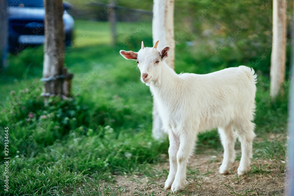 Obraz premium white goat on green grass