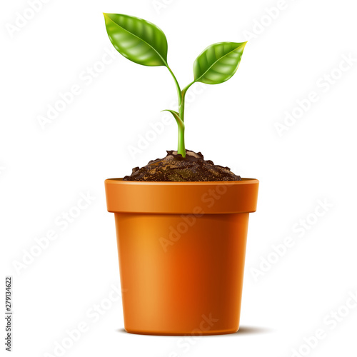 Vector 3d green seedling grows in soil ceramic pot