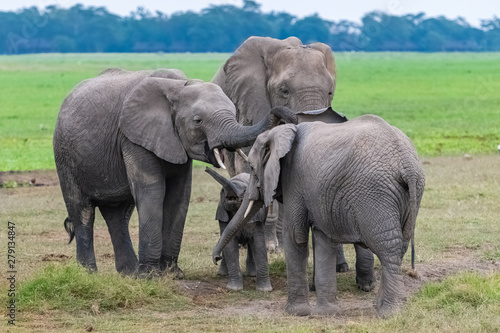 A family of elephants, with a baby waiting to be nourishing, in the savannah in Africa