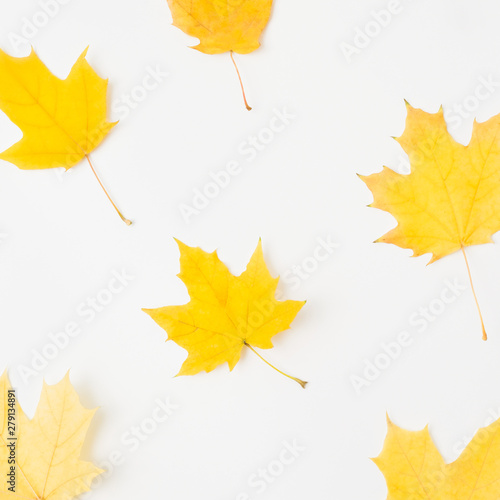 Maple pattern autumn background. Fall yellow leaves arranged on white surface.