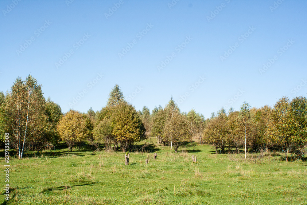 Lawn in summer. Small trees grow in a green meadow. Country plot for sale. Farmland