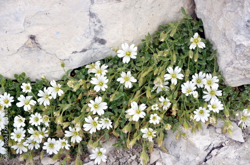white flowers growing among the rocks