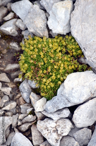 Yellow flowers growing among the rocks