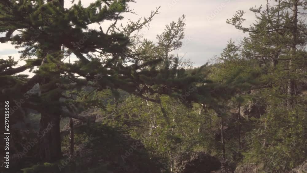 Close-up shot of trees. Camera shooting with 3 Axis Gimbal. In the background are mountains. Close-up shot of trees. Camera shooting with 3 Axis Gimbal. In the background are mountains.