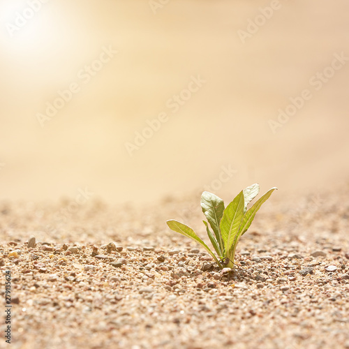 Alone green plant illuminated by sunlight on the sand. The concept of survival. Photo with copy space.